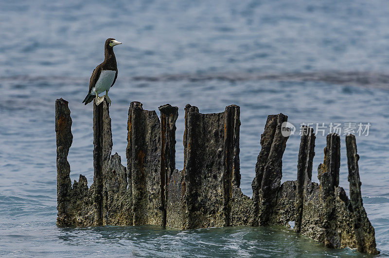 褐鲣鸟(Sula leucogaster)是鲣鸟科的一种大型海鸟。Papahānaumokuākea海洋国家纪念碑，中途岛，中途岛环礁，夏威夷群岛